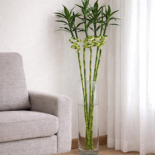 بامبو حلزوني 90 سم