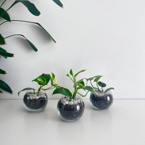 بوتس - فازة زجاج