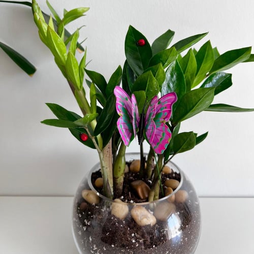 زاميا - فازة زجاج دائري