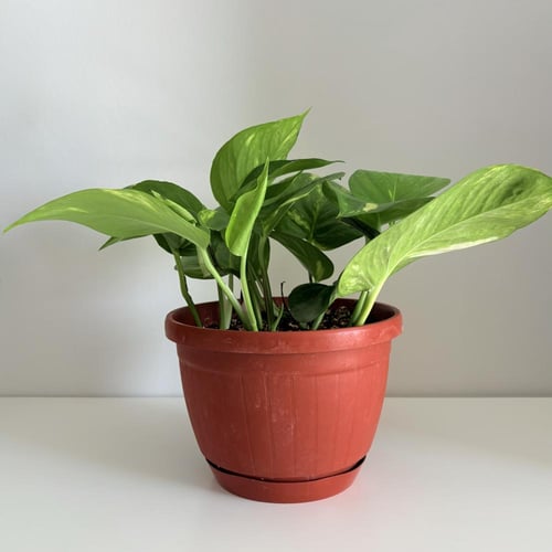 بوتس جولدن - حوض علاق 19 سم