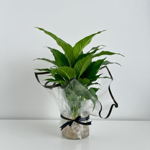 زنبق السلام مائي