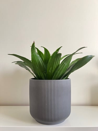 دراسينا - حوض سيراميك