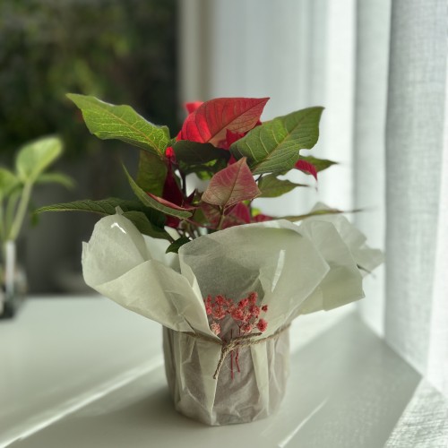 بنت القنصل -Euphorbia pulcherrima