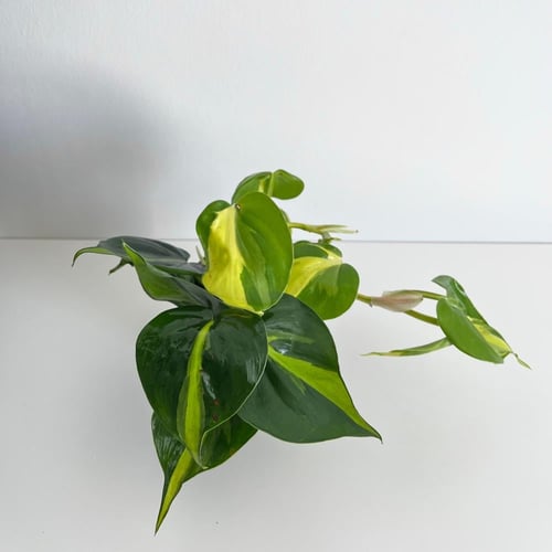 فيلوديندرون برازيل - ‏Philodendron Brasil