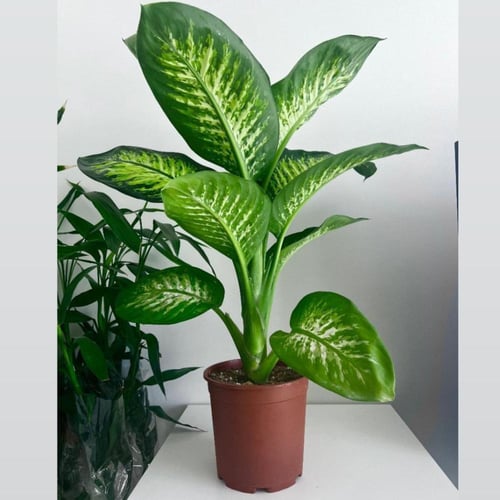 هدية دفنباخيا تروبيك - مركن 24