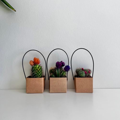 توزيعات الصبار