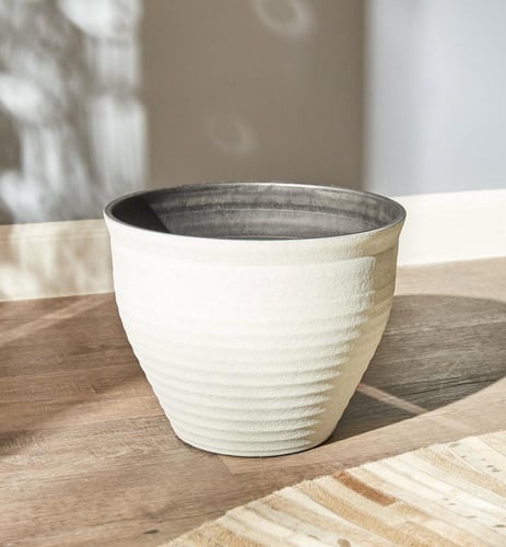 دفنباخيا تروبيك - مركن 24