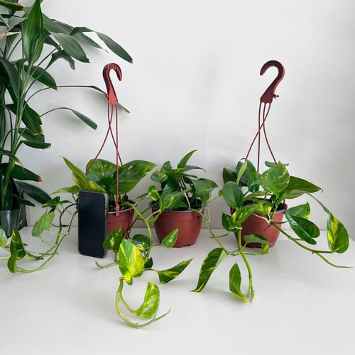 بوتس جولدن علاق - مركن 15 سم