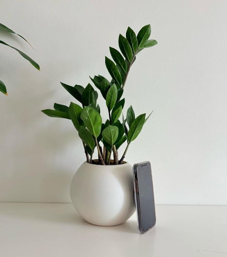 زاميا - حوض فايبر