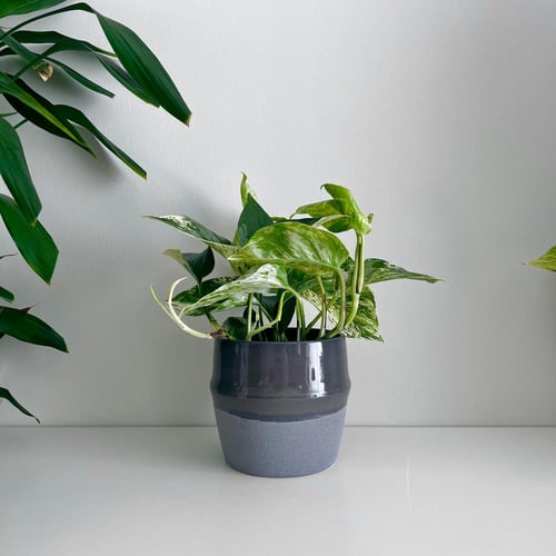 بوتس جولدن - سيراميك