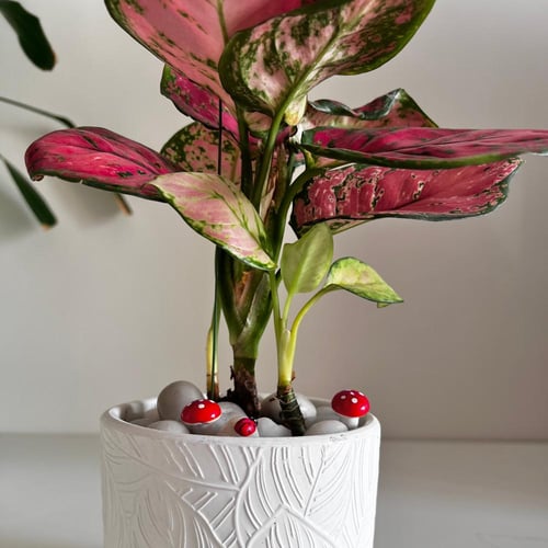 اجلونيما حمراء - حوض سيراميك