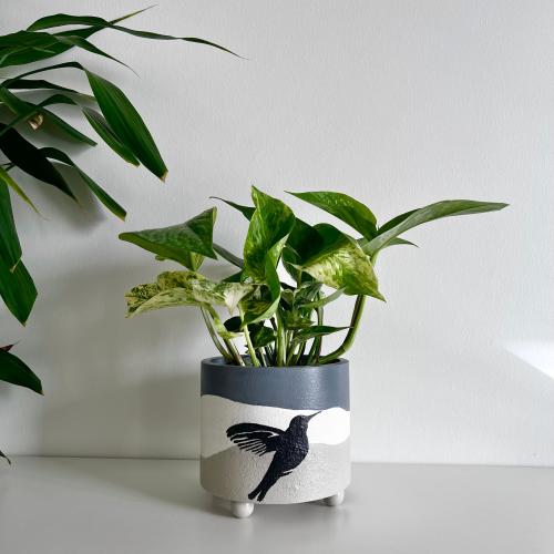 بوتس - حوض رفرفة - كونكريت