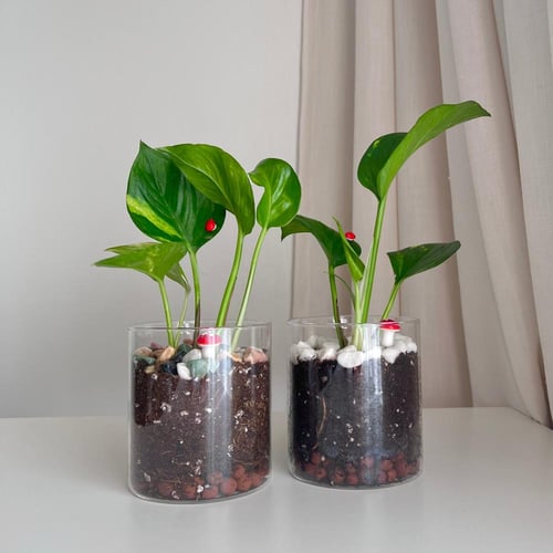 بوتس - فازة زجاج