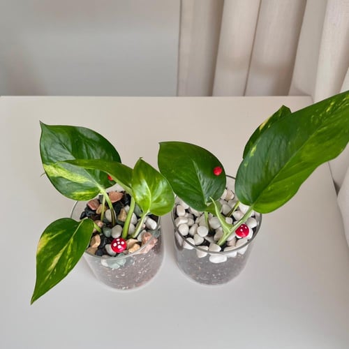 بوتس - فازة زجاج