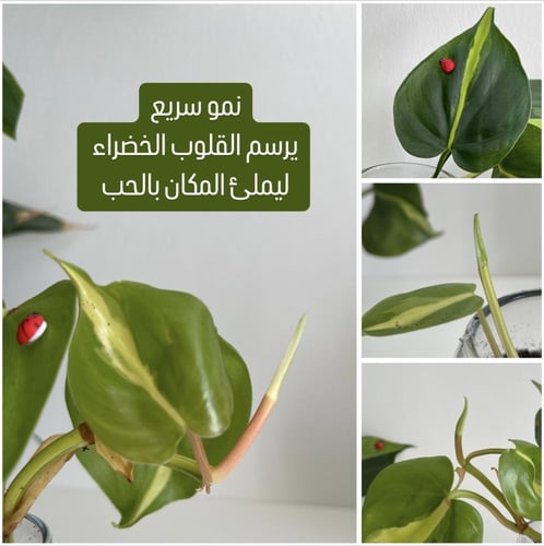 1 فيلودندرون برازيل - ‏فازة زجاج