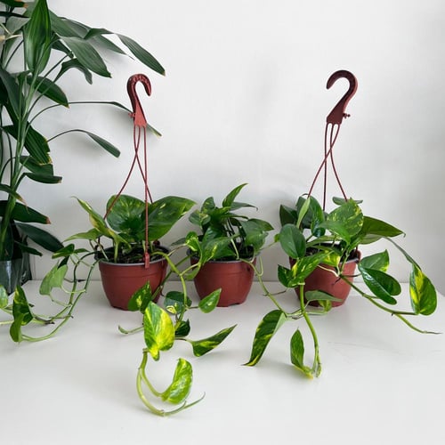 بوتس جولدن علاق - مركن 15 سم