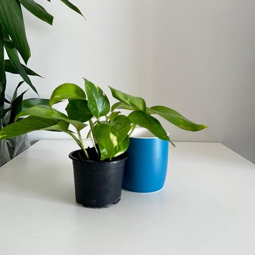 بوتس - كوب بورسلين