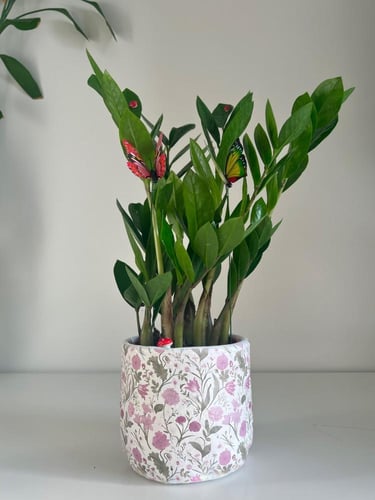 زاميا - حوض اسمنتي