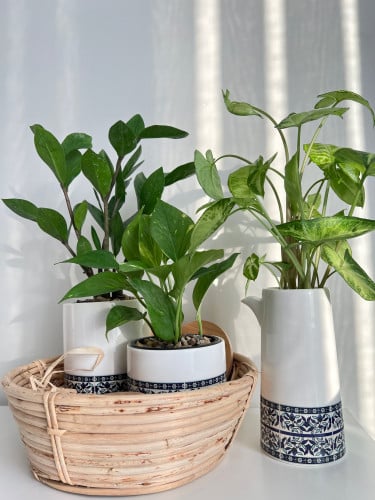 سلة نباتات المطبخ