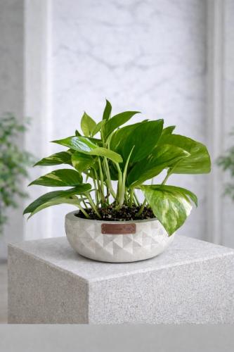 بوتس - حوض كونكريت