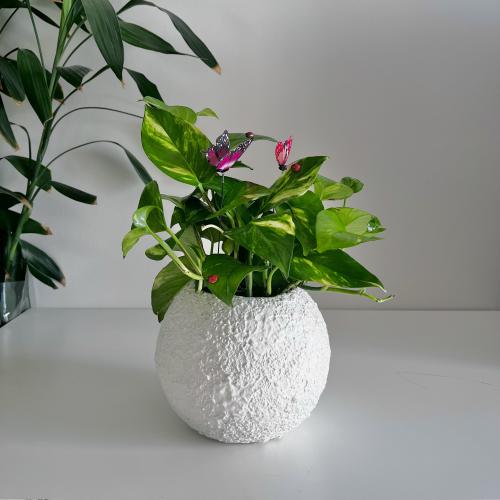 بوتس جولدن - فازة القمر -فايبر