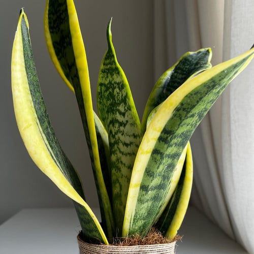 كوكيداما سنسفيرا