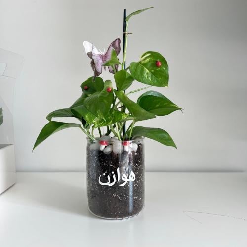بوتس - فازة زجاج مع طباعة