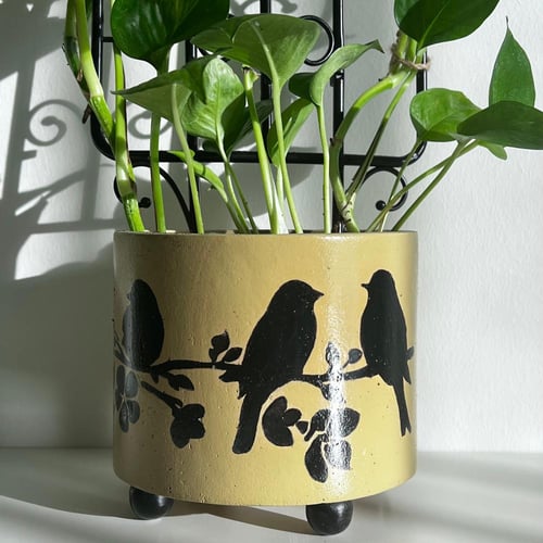 بوتس - كونكريت كناري