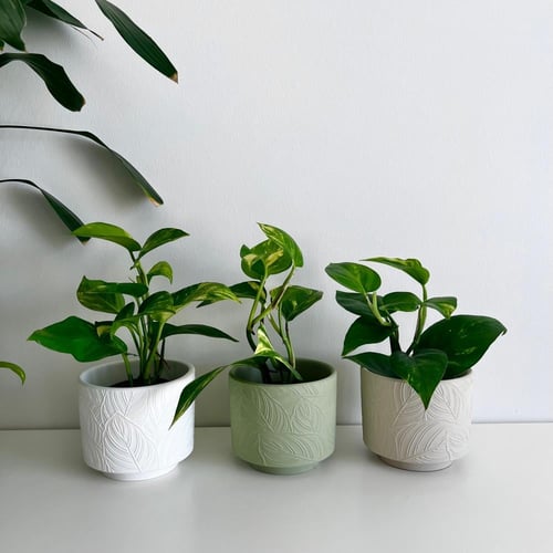 هدية البوتس - مركن سيراميك