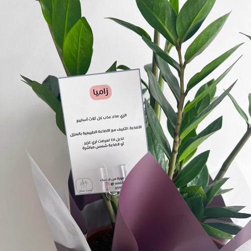 زاميا - بلاستك 24 سم