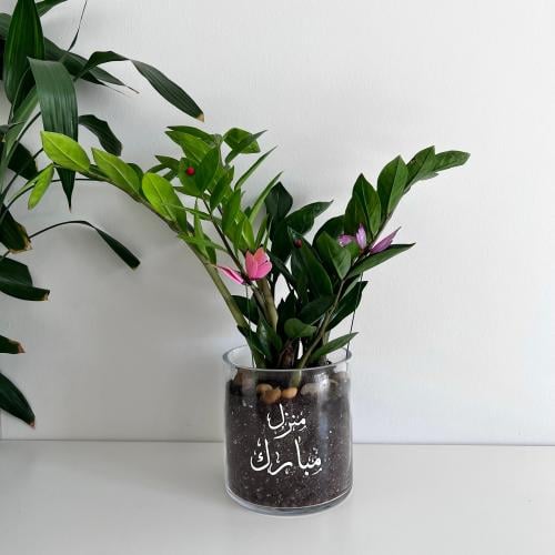 زاميا - مع طباعة