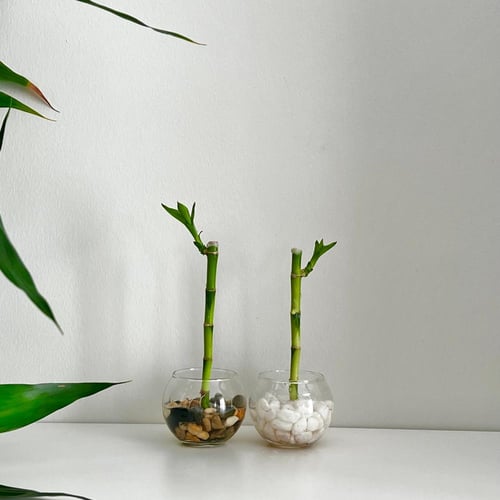 1 بامبو صغير