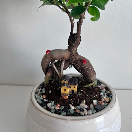 بونساي مكروكاربا - سيراميك