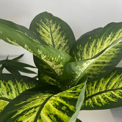 دفنباخيا تروبيك - مركن 24