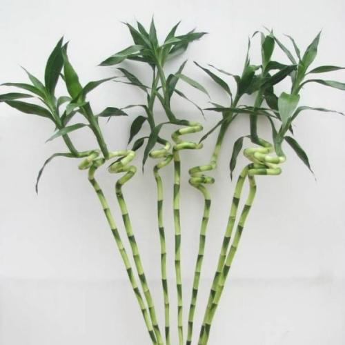 بامبو حلزوني 90 سم