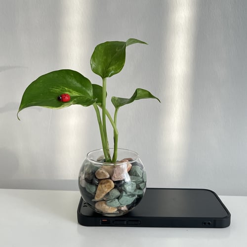 بوتس مائي - توزيعات