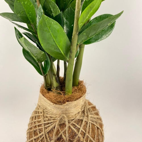 كوكيداما الزاميا