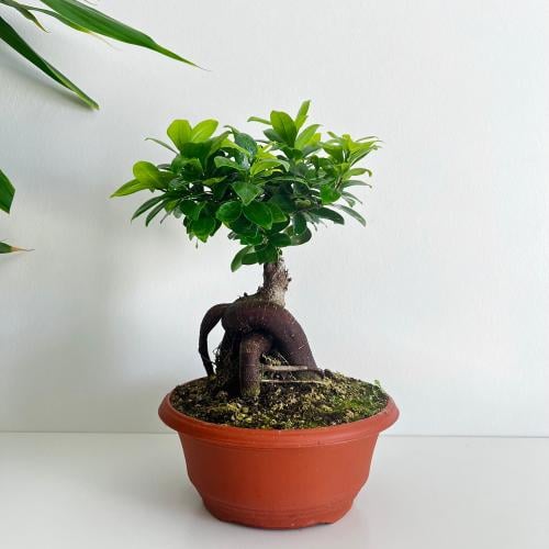 فيكس جينسينج بونساي