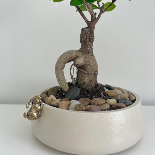 بونساي مكروكاربا - مركن كونكريت