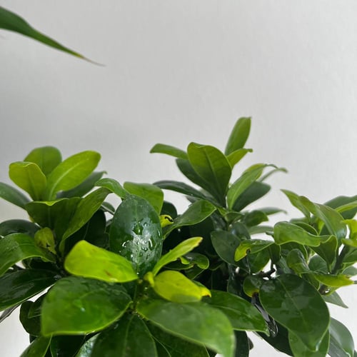 فيكس جينسينج بونساي