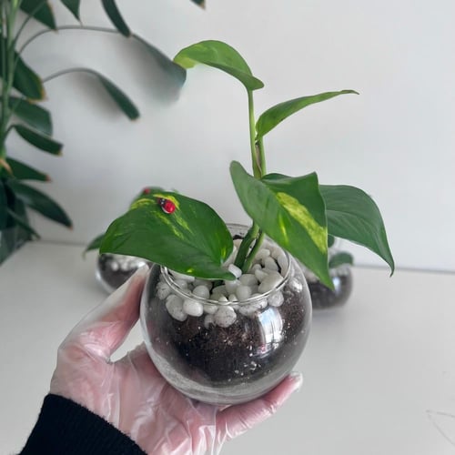 بوتس - فازة زجاج مع الغلاف