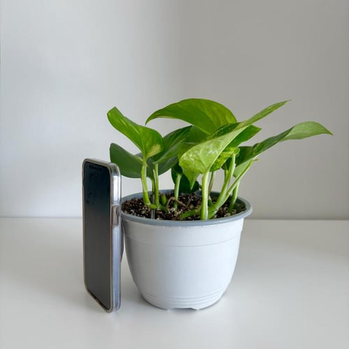 بوتس جولدن علاق - مركن 15 سم