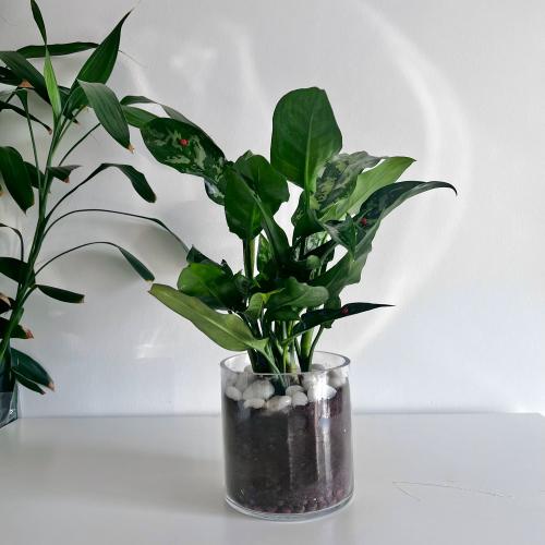 اجلونيما - فازة زجاج