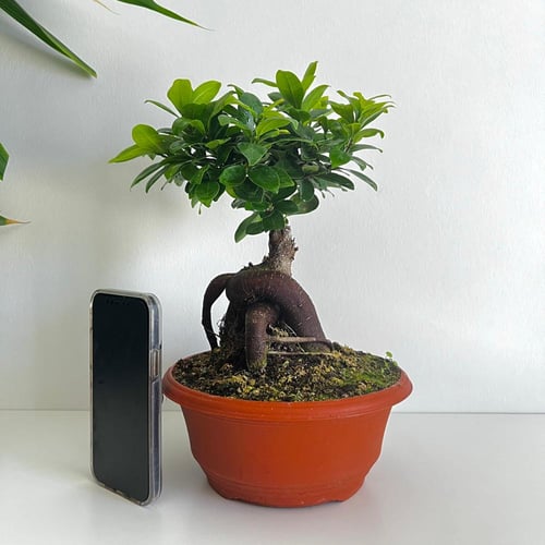 فيكس جينسينج بونساي