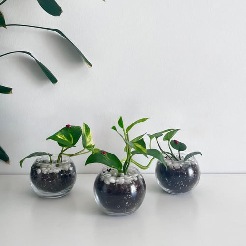 بوتس - فازة زجاج مع الغلاف