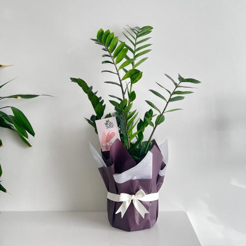 زاميا - بلاستك 24 سم