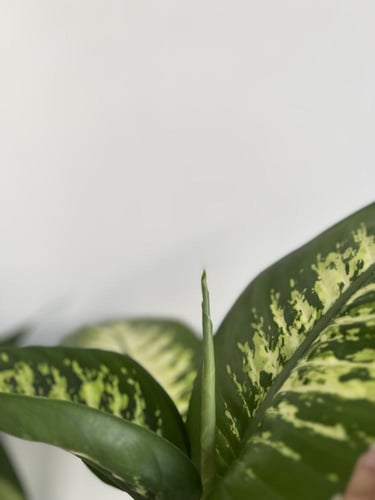 دفنباخيا تروبيك - مركن 24