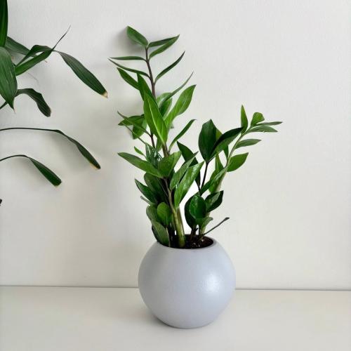 زاميا - حوض فايبر