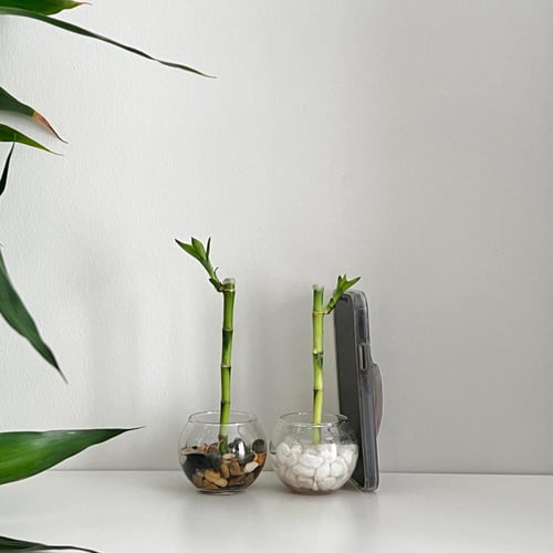 1 بامبو صغير