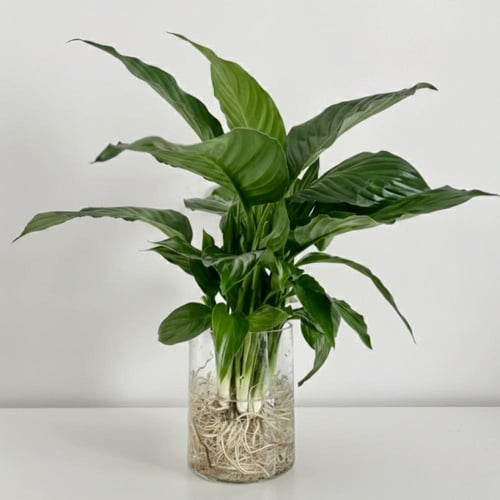 زنبق السلام مائي